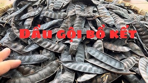 Dầu gội bồ kết thảo dược#dầugội #nghiacatcat