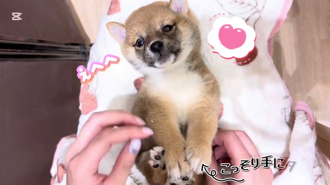 豆柴 】落ち着きのある優しい性格の小さな男の子 | マルワンBLOG