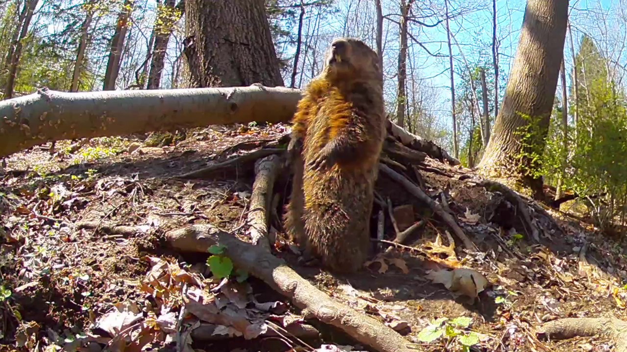 Groundhog Standing - YouTube