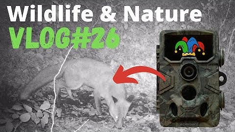 Wildlife & Nature Vlog #26 Fox Footage Plus New Toy
