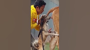 Cows and dogs crossbreed to create new breeds