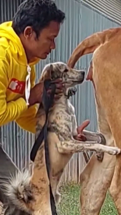 Cows and dogs crossbreed to create new breeds