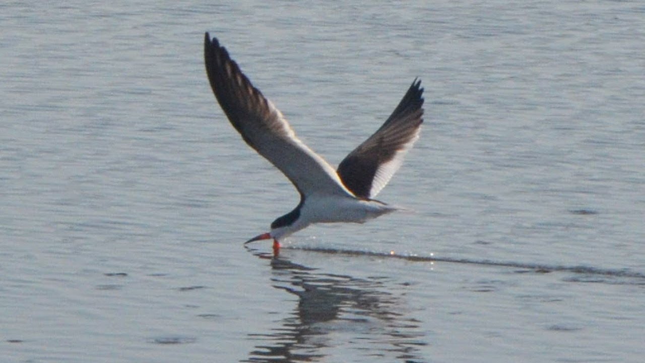 Black skimmer bird catching fish over water surface YouTube