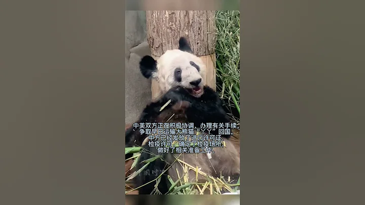 在美国大熊猫丫丫状态不好，中国准备接回，同时去美国的大熊猫乐乐已死亡 - 天天要闻