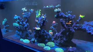 NEW SALTWATER AQUARIUM REVEAL - full tour (aquascape, acropora, lighting and more) by EconomicalReefer 6,434 views 2 years ago 8 minutes, 26 seconds