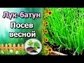 МНОГОЛЕТНИЙ ЛУК БАТУН – ПОСЕВ ВЕСНОЙ.