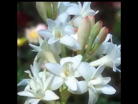 اغنية سلملي عالي