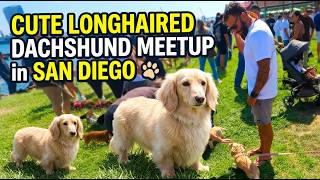 Dachshund Dogs Meet up and walk at Coronado Island - Cute Longhaired Dachshund Meetup in San Diego