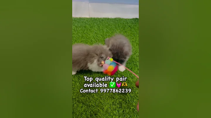 Watch the video about Persian cat for sale & price = 4000. #persiancat #shorts