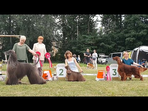 29.06.2024, СПб Клуб "Петрополь". Выставка собак всех пород "ПЕТЕРБУРГСКОЕ ЛЕТО"