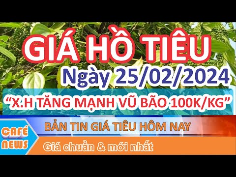 Giá hồ tiêu hôm nay ngày 25/02/2024 