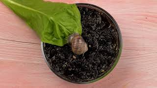 Hungry snail time lapse