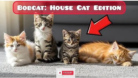 Video 10175341: maine coon cat kitten, maine coon kitten growing, cat house maine coon