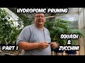 Hydroponic Pruning in a Greenhouse. |Part 1|Squash and Zucchini. Grow Up - Not Out