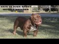 Ptw kennels ep 31 different ways to make money being a american bully exotic breeder