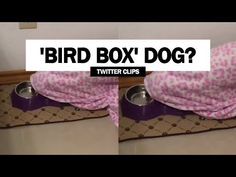 bird-box-dog?-|-viral-on-twitter!