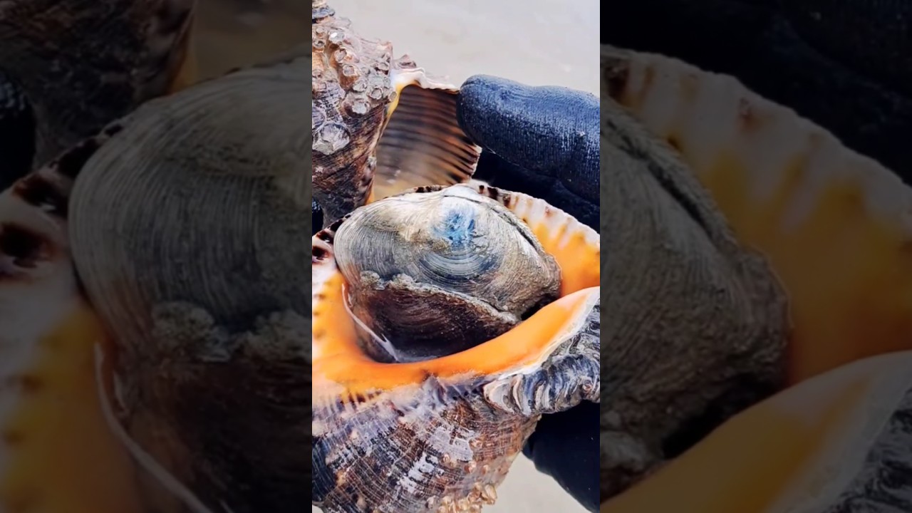 떡조개 구출하기! #shorts