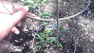 Outdoor Marijuana Grow 2011