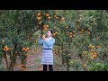 滿山遍野的水果，它不是橘子 不是橙子，它叫碰柑｜Use 20 catties of ponkan (orange) to make different Chinese food｜ 野小妹