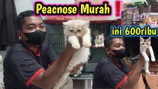 Harga Kucing peacknose ❗ Murah sekali yang ini