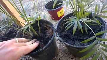 Como fazer mudas da palmeira chamaedorea?