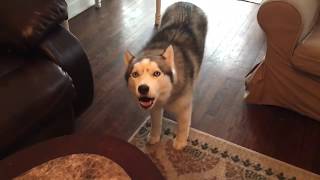 Husky's Got Talent  Dog Sings John Legend Duet With Human Pal