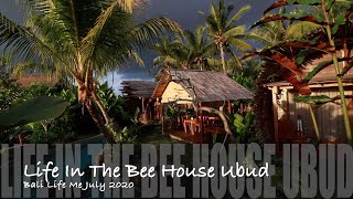 Life In The Bee House Ubud July 2020