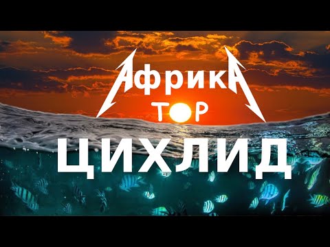 Цихлиды ТОП 10 + базовые советы для начинающих (Африка, Малави, Мбуна)