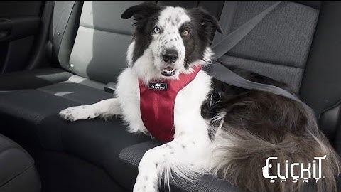 Clickit Sport dog safety harness by Sleepypod - Instructional Video