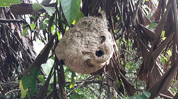 Đi tìm ong vò vẽ trên núi bắt về nuôi/quách tế vlog