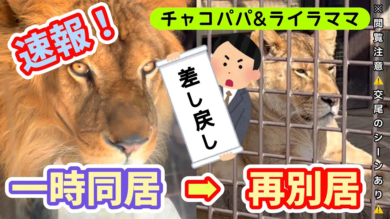 【ライオン】速報！別居中だったチャコパパ&ライラママを訪ねてみたら、驚きの瞬間に出会えました！