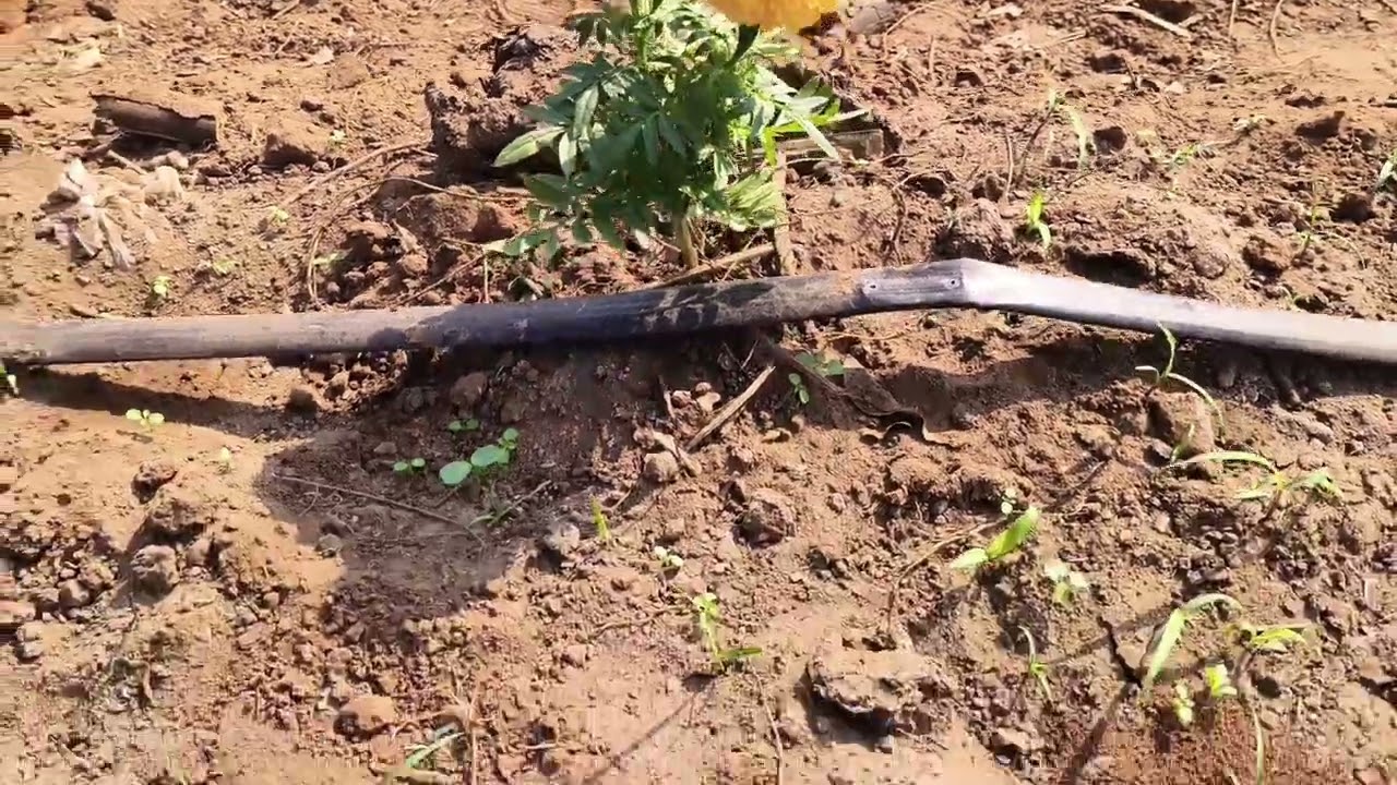 ఈ సంక్రాంతి నా జీవితంలో కొత్త వెలుగును తీసుకువచ్చింది ✨🌾