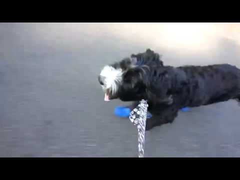 AllDogBoots Video 2 thumbnail