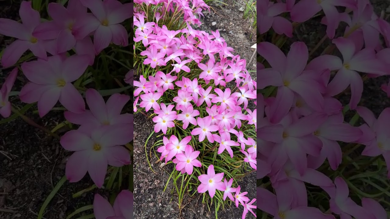 平中悠一　she's rain early autumn Zephyranthes 'Early and Often' (Rain lily) - YouTube