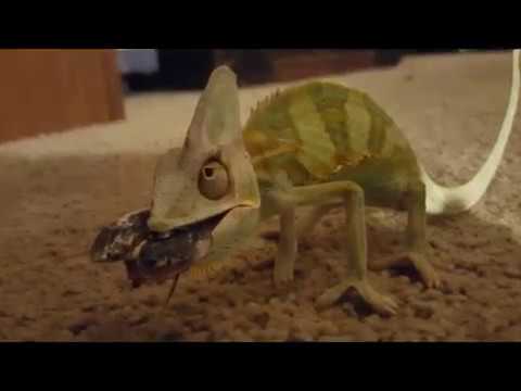 baby-chameleon-cutely-stumbling-to-catch-food