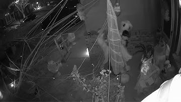 Reolink Captures: Happy Halloween