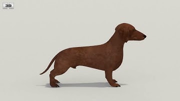 Dachshund Low Poly 3D model by 3DModels.org