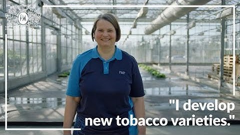 Developing new tobacco plant varieties – the People of PMI explain why