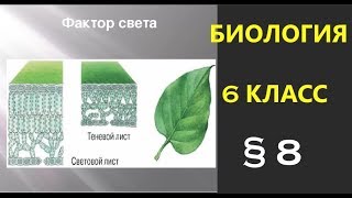 Биология 6 класс § 8 ВЛИЯНИЕ ФАКТОРОВ СРЕДЫ НА СТРОЕНИЕ ЛИСТА. (Автор: Пасечник В.В. )MAH00866 Биология 6 класс § 8 ВЛИЯНИЕ ФАКТОРОВ СРЕДЫ НА СТРОЕНИЕ ЛИСТА. (Автор: Пасечник В.В. )MAH00866
