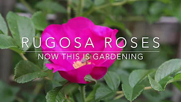 How big do rugosa rose bushes get?