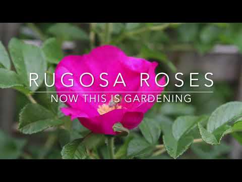 วีดีโอ: ดอกกุหลาบ Rugosa คืออะไร – วิธีปลูก Rugosa Rose Bush