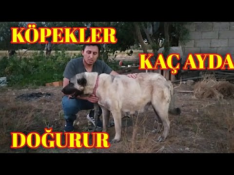 Kopekler Kac Ayda Dogurur Kopeklerde Dogum Sureci Dogum Oncesi Ve Sonrasi Bakim Beslenme Youtube