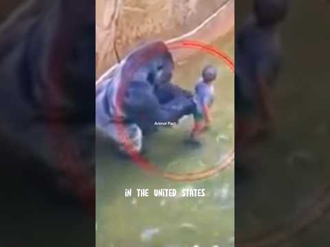 Video: Var harambe en silverback-gorilla?