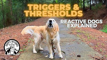 Triggers and Thresholds: Reactive Dogs Explained