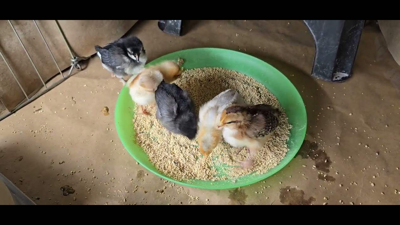 Baby Chicks dust bathing 7 days old 5.13.26
