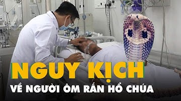 Sức khoẻ người đàn ông bị rắn hổ mang chúa cắn chuyển biến nặng
