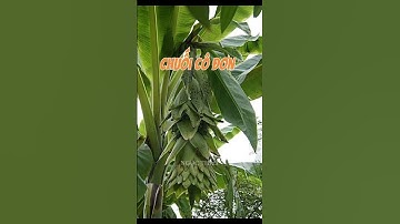 Đến chuối nó còn cô đơn cơ mà ạ. Em nó siêu nhiều giống mới luôn #nhavuonngocthao