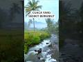 ALIRAN SUNGAI YANG BERSIH #alampedesaan #sungai #suasanapedesaan #suasanayangindah #nature #short