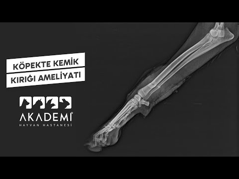 Video: Köpek Kırık Kemikler - Köpeklerde Kırık Kemikler