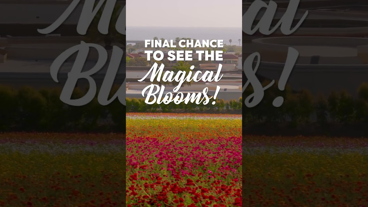 Final Chance! 🌸 The Flower Fields Close May 11 